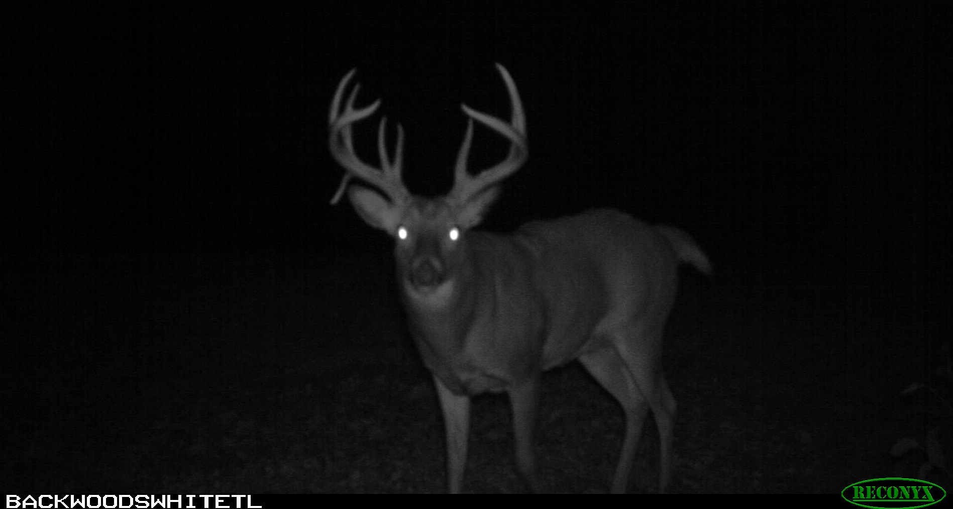Backwoods Outfitters of Illinois