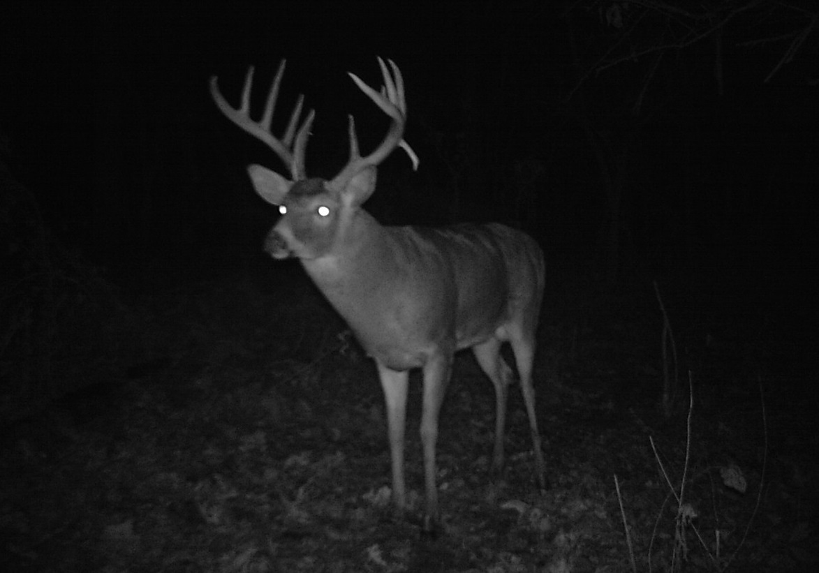 Archery Peak Rut