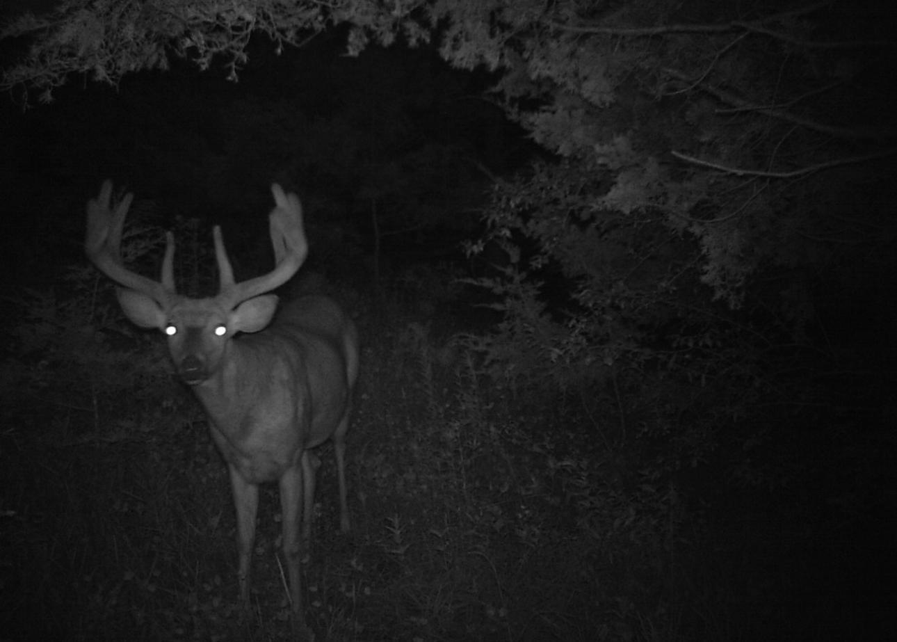 Backwoods Whitetails