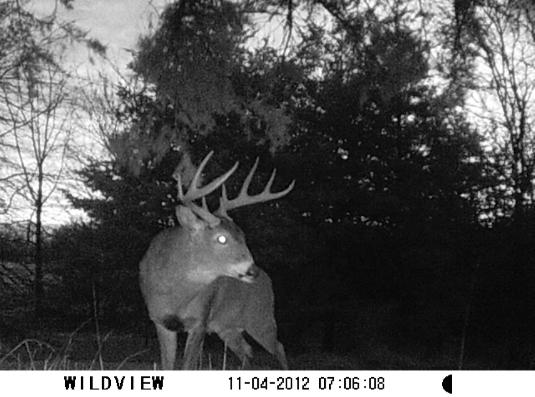 Whitetail Buck Travel Radius